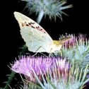 butterfly in the reserve