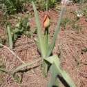 flowers in the reserve