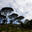 The pine forest